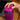 Alternate-Image5 Image for JLab JBuds Party Portable Bluetooth Speaker System - 30 W RMS - Mulberry